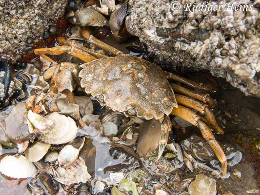 Carcinus maenas (Gemeine Strandkrabbe), 25.8.2012