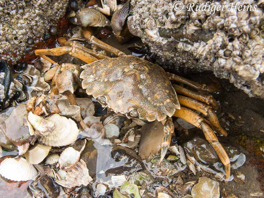 Carcinus maenas (Gemeine Strandkrabbe)