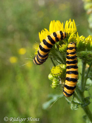 Tyria jacobaeae (Jakobskrautbär oder Blutbär) Raupe, 1.7.2019