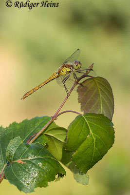 Sympetrum striolatum (Große Heidelibelle) Männchen, 10.8.2022
