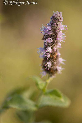 Mentha longifolia (Rossminze), 12.9.2022
