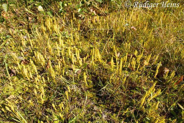 Lycopodiella inundata (Sumpf-Bärlapp), 3.10.2013