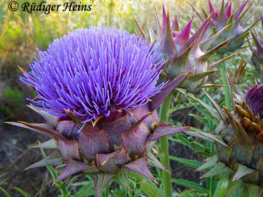 Cynara cardunculus (Wilde Artischocke), 29.6.2010