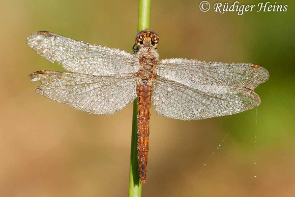 Sympetrum vulgatum (Gemeine Heidelibelle) Weibchen, 12.9.2009