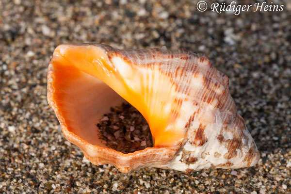 Buccinum undatum (Wellhornschnecke), 11.7.2011