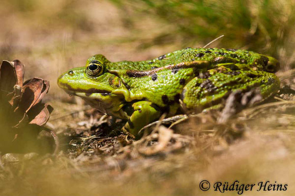 Pelophylax kl. esculentus (Teichfrosch), 17.6.2020