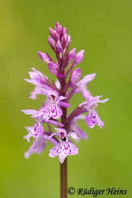 Dactylorhiza fuchsii (Fuchs' Fingerwurz), 17.6.2012