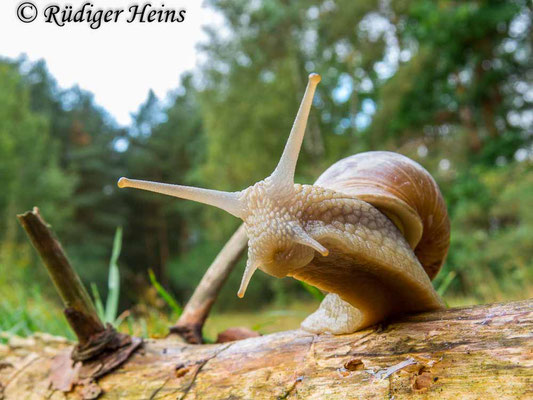 Helix pomatia (Weinbergschnecke), 7.9.2017