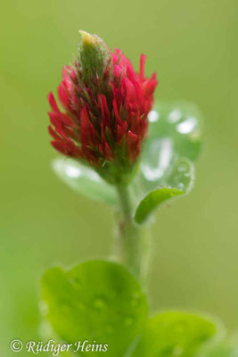 Trifolium incarnatum (Inkarnat-Klee)