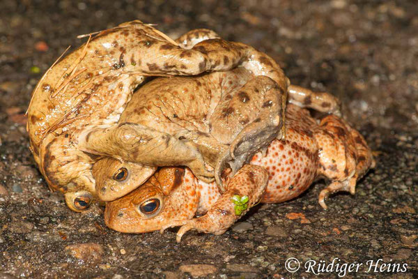Bufo bufo (Erdkröte) Paarung, 27.3.2010