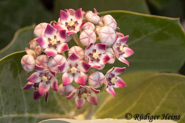 Calotropis procera (Oscher), 5.11.2014