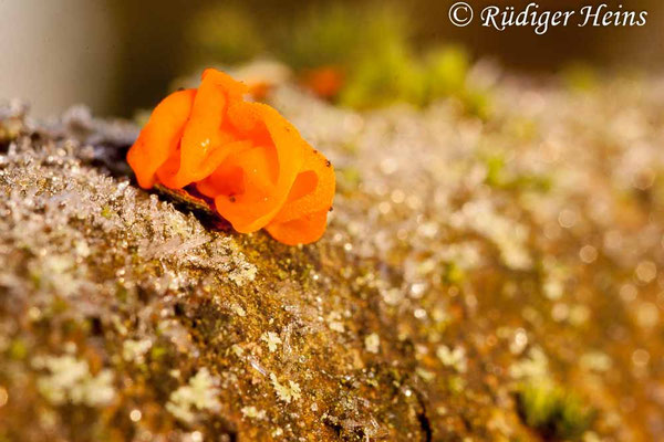 Goldgelber Zitterling (Tremella mesenterica), 30.12.2016