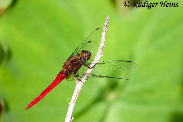 Orthetrum chrysis (Rotschwanz-Sumpflibelle) Männchen