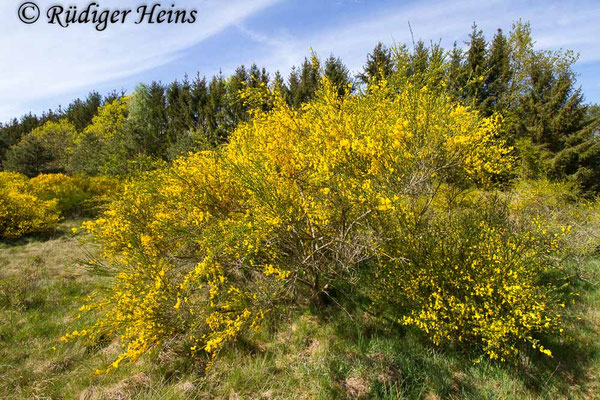 Cytisus scoparius (Besenginster)