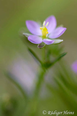 Spergularia rubra (Rote Schuppenmiere), 15.8.2023