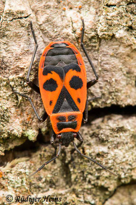 Pyrrhocoris apterus (Gemeine Feuerwanze)
