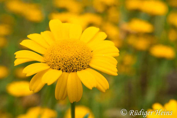 Glebionis segetum (Saat-Wucherblume)