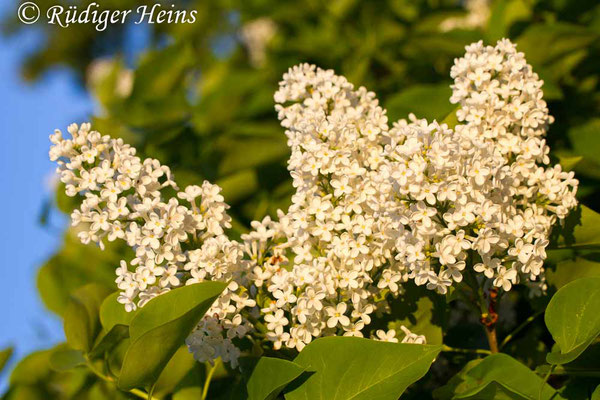 Syringa vulgaris (Gemeiner Flieder), 31.5.2014