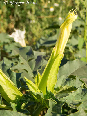 Datura stramonium (Weißer Stechapfel), 6.8.2020