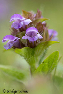 Prunella vulgaris (Gemeine Braunelle), 23.7.2022