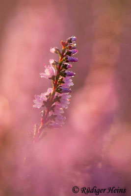 Calluna vulgaris, Besenheide