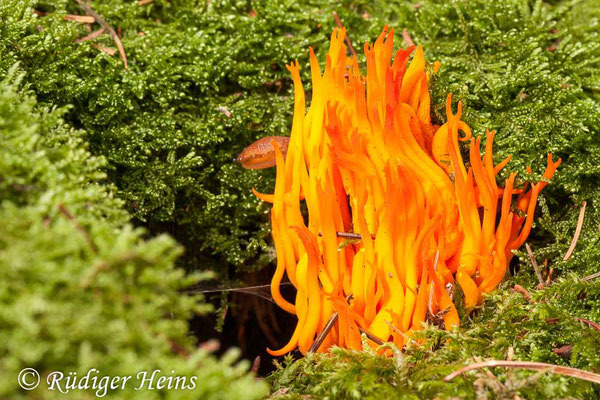 Calocera viscosa (Klebriger Hörnling), 2.10.2012