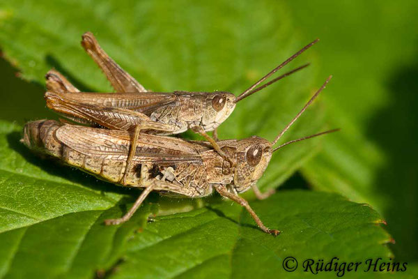 Chorthippus apricarius (Feldgrashüpfer) Paarung, 22.8.2010