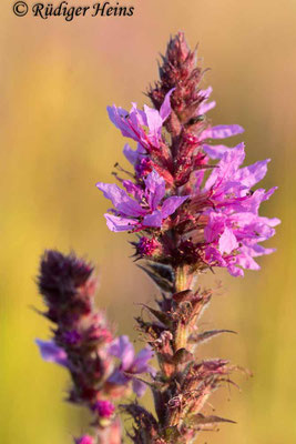 Lythrum salicaria (Gewöhnlicher Blutweiderich), 9.8.2021