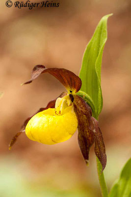 Cypripedium calceolus (Gelber Frauenschuh), 18.5.2012