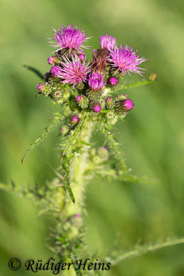 Cirsium palustre (Sumpf-Kratzdistel), 31.5.2018