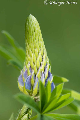 Lupinus polyphyllus (Vielblättrige Lupine)