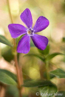 Vinca major (Großes Immergrün), 25.4.2022