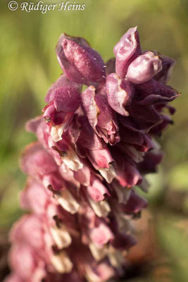 Lathraea squamaria (Gewöhnliche Schuppenwurz), 12.4.2021