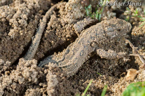 Lacerta agilis (Zauneidechse) Weibchen