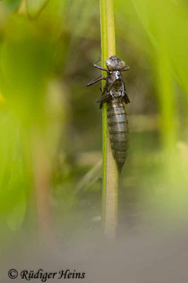 Aeshna cyanea, Blaugrüne Mosaikjungfer, Exuvie