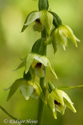 Epipactis muelleri (Müllers Stendelwurz), 28.6.2016