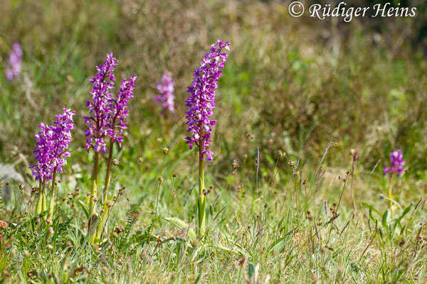 Orchis mascula (Männliches Knabenkraut), 29.5.2014