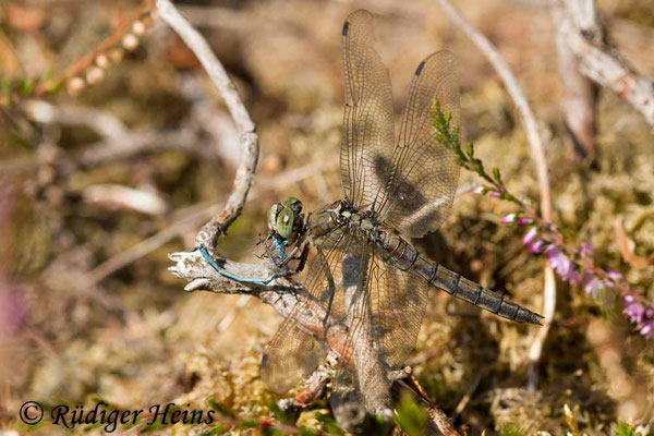 Orthetrum cancellatum (Großer Blaupfeil) Weibchen verzehrt Kleinlibelle, 16.8.2018