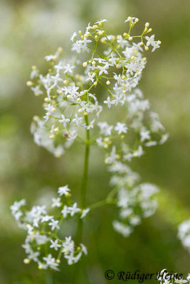 Galium mollugo (Wiesen-Labkraut), 18.7.2018