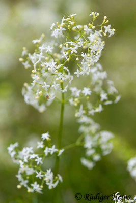 Galium mollugo (Wiesen-Labkraut)