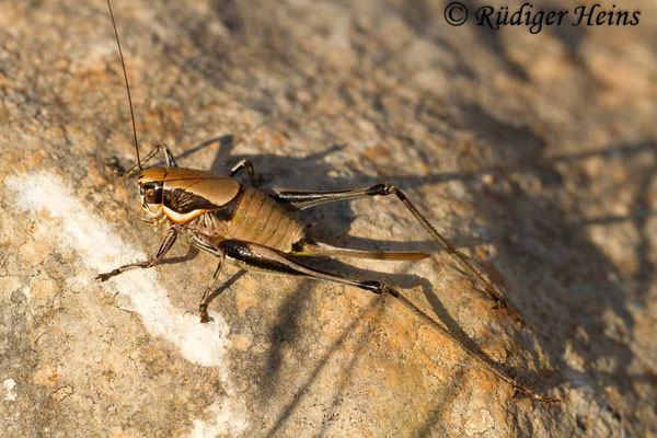 Eupholidoptera smyrnensis Weibchen, 13.5.2015