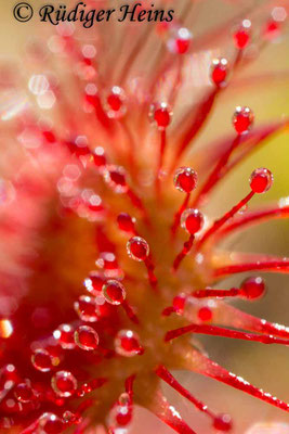 Drosera rotundifolia (Rundblättriger Sonnentau), 24.7.2016