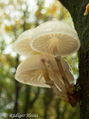 Oudemansiella mucida (Buchen-Schleimrübling), 20.10.2019