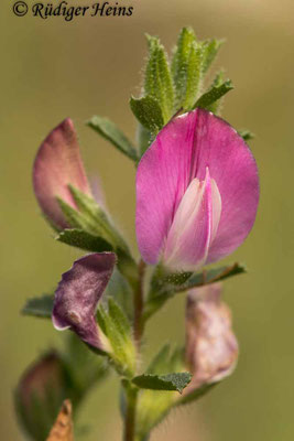 Ononis repens (Kriechende Hauhechel)