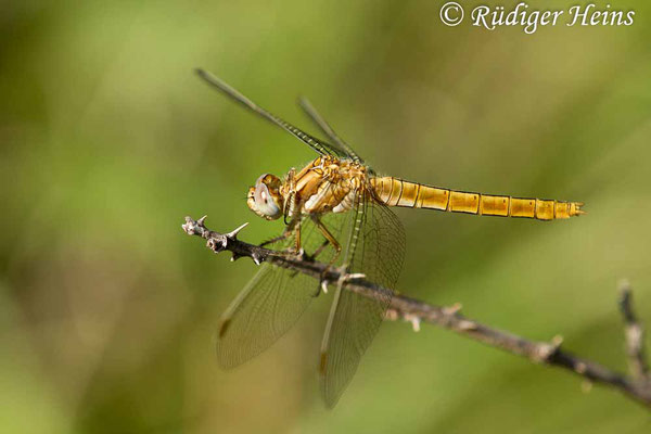 Orthetrum brunneum (Südlicher Blaupfeil) Weibchen, 20.6.2017