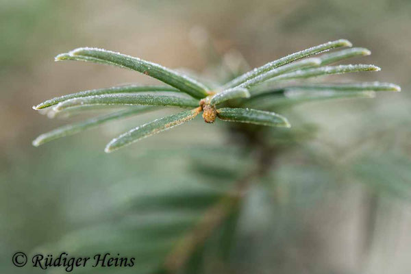 Taxus baccata (Europäische Eibe), 18.3.2021