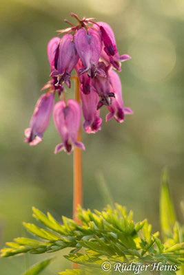 Dicentra eximia, Zwerg-Herzblume