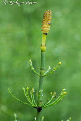 Equisetum fluviatile (Teich-Schachtelhalm), 11.6.2017