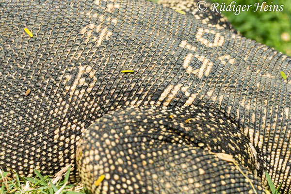 Bindenwaran (Varanus salvator), 25.01.2023 - Panasonic DMC-FZ 1000