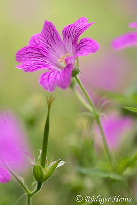 Geranium endressii (Basken-Storchschnabel), 27.6.2025